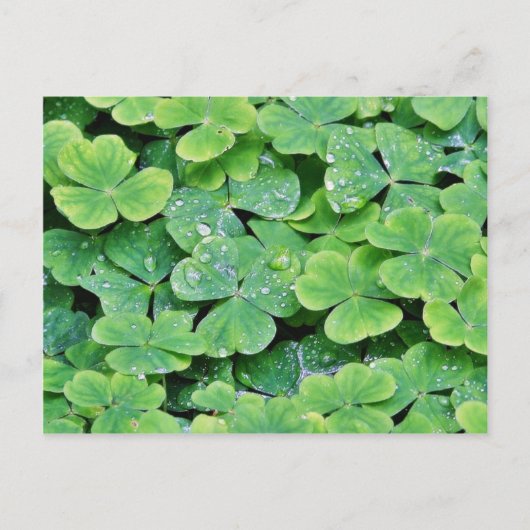 Carte Postale Deerpark Irlande Bouchons de Dew Clover (Devant)