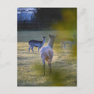 Carte Postale Deers
