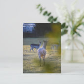 Carte Postale Deers (Debout devant)