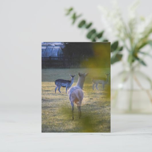 Carte Postale Deers (Debout devant)