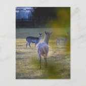 Carte Postale Deers (Devant)