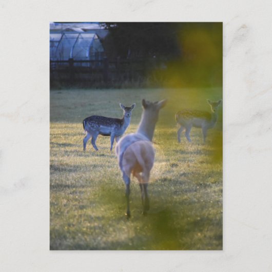 Carte Postale Deers (Devant)