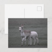 Carte Postale Deers (Devant / Derrière)