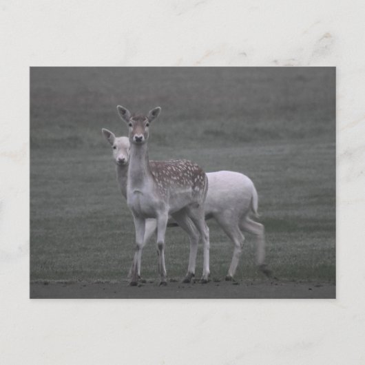 Carte Postale Deers (Devant)