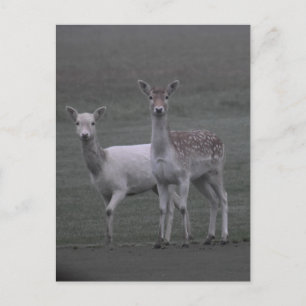 Carte Postale Deers