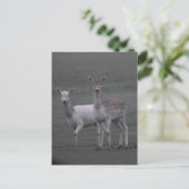 Carte Postale Deers (Debout devant)