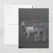 Carte Postale Deers (Devant / Derrière)