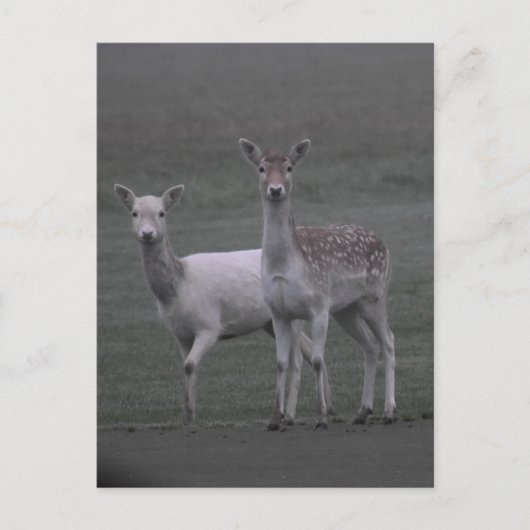 Carte Postale Deers (Devant)
