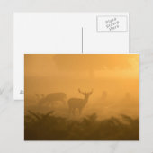 Carte Postale Deers (Devant / Derrière)