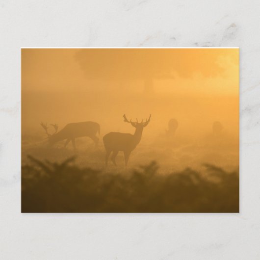 Carte Postale Deers (Devant)