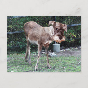 Carte postale Deerschnauzer