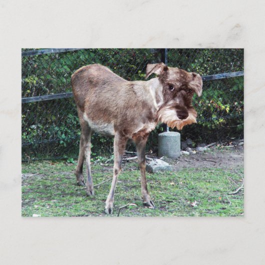 Carte postale Deerschnauzer (Devant)