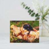 Carte postale Deetter (Debout devant)