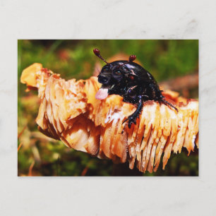Carte postale Deetter