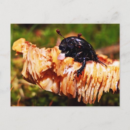 Carte postale Deetter (Devant)