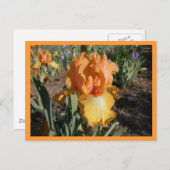 Carte Postale Défi olympique (Devant / Derrière)