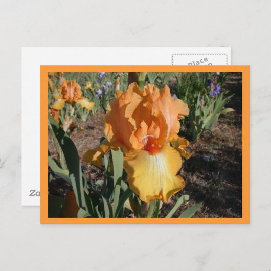 Carte Postale Défi olympique (Devant / Derrière)