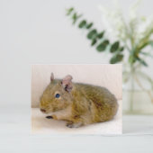 Carte postale Degu (Debout devant)