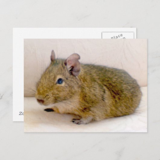 Carte postale Degu (Devant / Derrière)