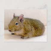 Carte postale Degu (Devant)