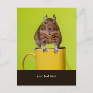 Carte Postale Degu assis sur une Mug