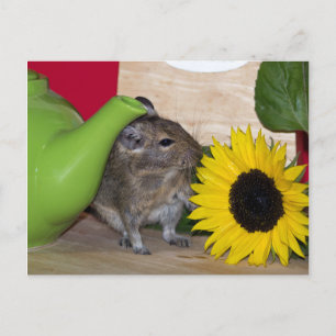 Carte Postale Degu avec théière et tournesol