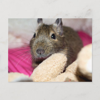 Carte Postale Degu Derrière L'Ours Teddy Tombé