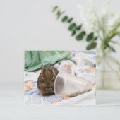 Carte Postale Degu Gnawing her Food on the Bed (Debout devant)