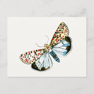 Carte Postale Deiopeia pulchella - Flunkey moucheté