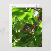 Carte Postale Déjeuner à l'arbre (Devant / Derrière)