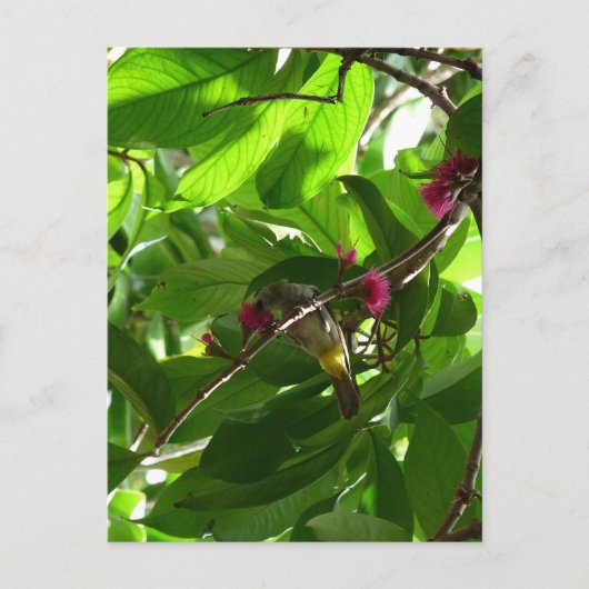 Carte Postale Déjeuner à l'arbre (Devant)