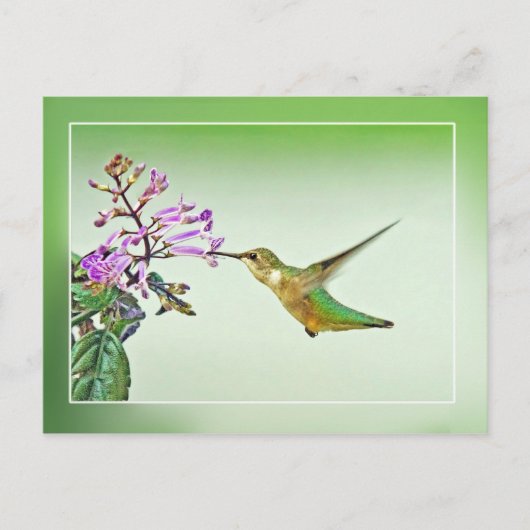 Carte Postale Déjeuner aux colibris (Devant)