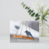 Carte Postale Déjeuner Blue Jay (Debout devant)