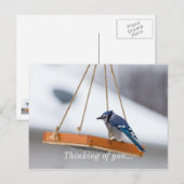 Carte Postale Déjeuner Blue Jay (Devant / Derrière)