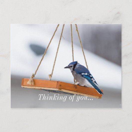 Carte Postale Déjeuner Blue Jay (Devant)
