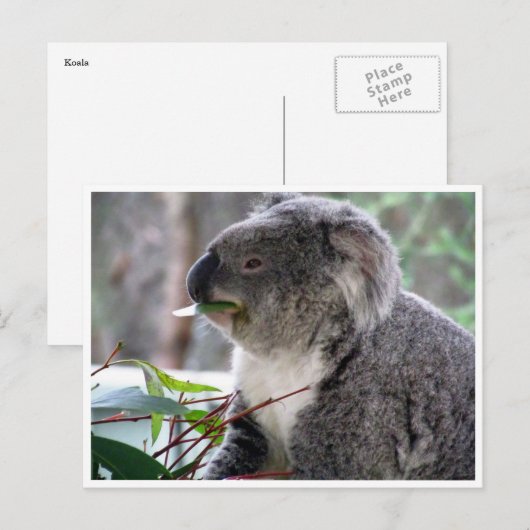 Carte Postale déjeuner koala (Devant / Derrière)