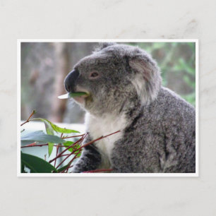 Carte Postale déjeuner koala