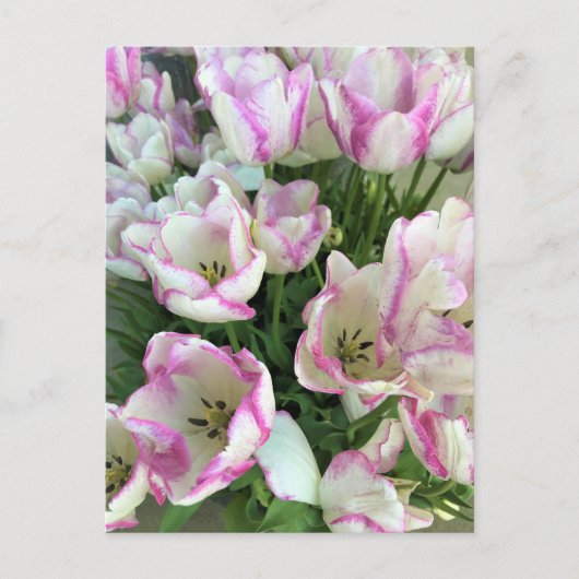 Carte Postale Del Piero Tulips (Devant)