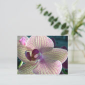 Carte postale Del-Ray Orchid (Debout devant)