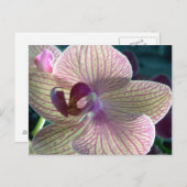 Carte postale Del-Ray Orchid (Devant / Derrière)