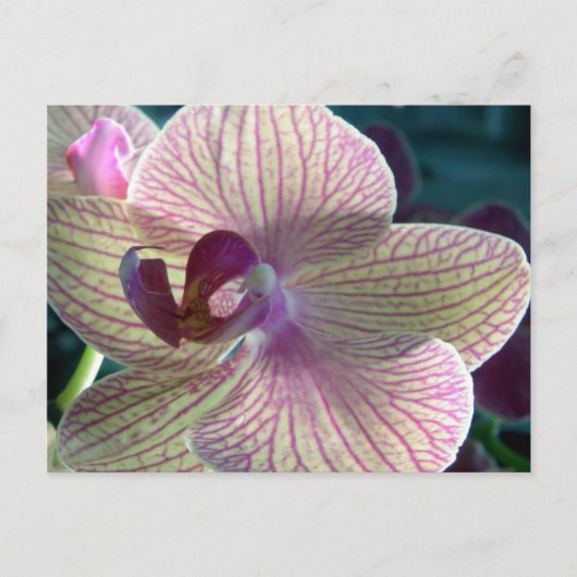 Carte postale Del-Ray Orchid (Devant)