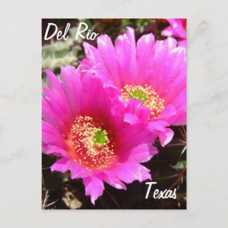 Carte Postale Del Rio Texas souvenirs fleur de cactus rose