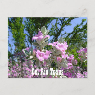 Carte Postale del rio texas souvenirs sauge violette
