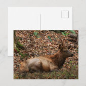 Carte postale d'élan (Devant / Derrière)