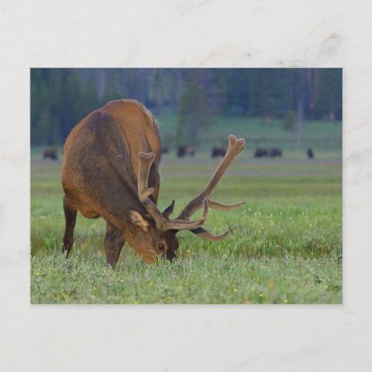 carte postale d'élan (Devant)