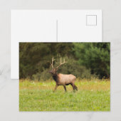 Carte postale d'élan (Devant / Derrière)