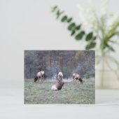 Carte postale d'élan (Debout devant)