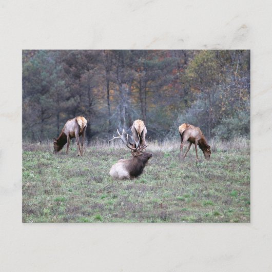 Carte postale d'élan (Devant)