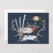 Carte postale d'élan mâle (Devant / Derrière)