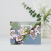 Carte Postale Delaware (Debout devant)